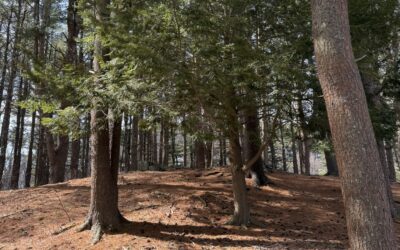 Winter Lessons and Hopes for Spring